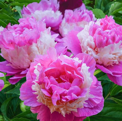 6 Gorgeous Peony Colors to Grow in Your Garden - Birds and Blooms