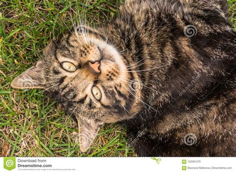 Un Gato Que Descansa Sobre La Hierba Foto De Archivo Imagen De