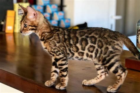 Flugzeug Organisch Krankenschwester Gato Que Parece Un Tigre