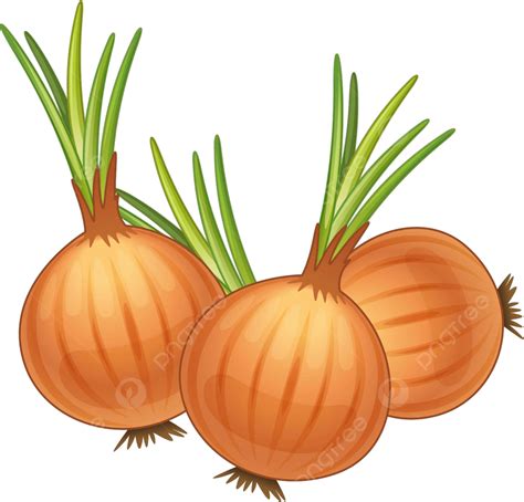 Simple Red Onion Clipart Vector Illustration Isolated On White The