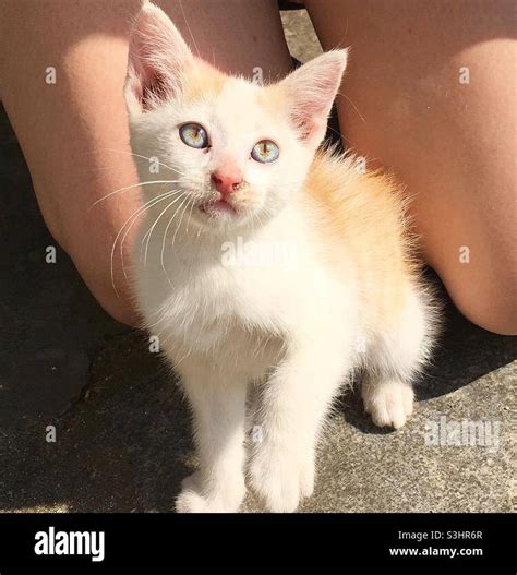 Blue Eyed Kitten Stock Photo Alamy