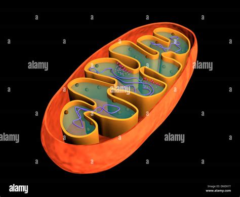 Cell Membrane Cross Section Immagini E Fotografie Stock Ad Alta