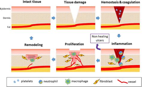 Frontiers Effect Of Microgravity On Endothelial Cell Function