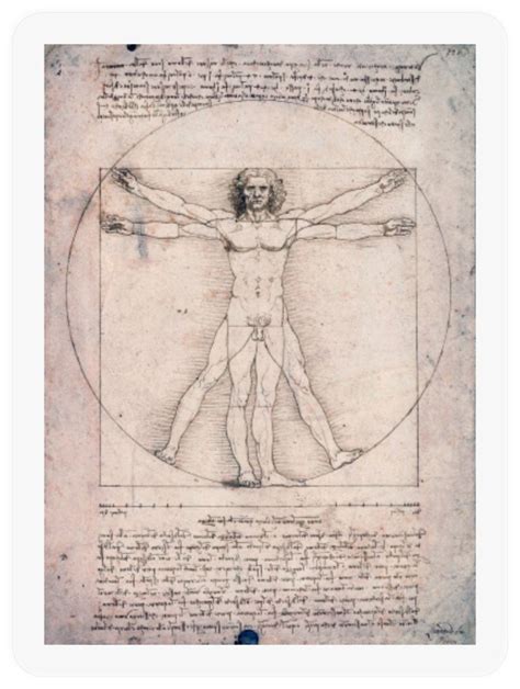 Vitruvian Manvitruvian Man Leonardo Da Vinci Stickers Sold By Quail