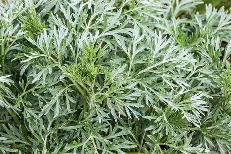 Artemisia Vulgaris Mugwort Sagebrush Wormwood New York Plants Hq