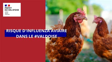 Risque D Influenza Aviaire Dans Le Val D Oise Siare