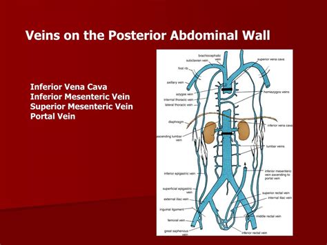 Ppt Diaphragm Posterior Abdominal Wall Powerpoint Presentation Id