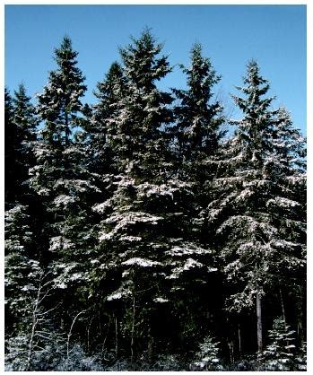 Forest, Boreal - Biology Encyclopedia - plant, body, cycle, types ...