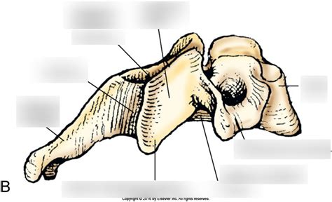 Lateral Aspect Of Typical Cervical Vertebra Diagram Quizlet