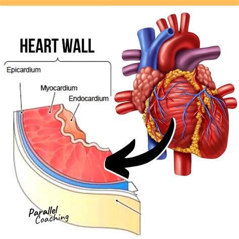 What is the Inner Most Layer of The Heart Wall Called?