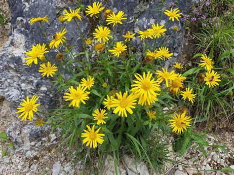 Buphthalmum Salicifolium New York Plants HQ