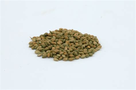 Pensacola Bahiagrass 50 Lb Bag Mbs Seed