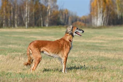 Saluki Running Stock Photos, Pictures & Royalty-Free Images - iStock