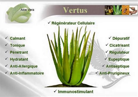 Aloe Vera Forever Plante Aux Bienfaits Reconnus Dans Le Monde Entier