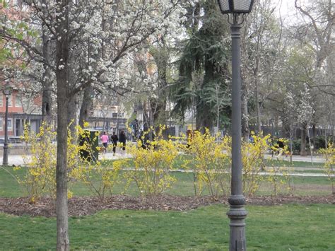 HAN GANADO LOS MALOS En busca del árbol en flor