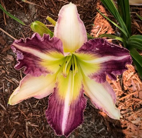 Southern Cotton Daylily Dooley Gardens