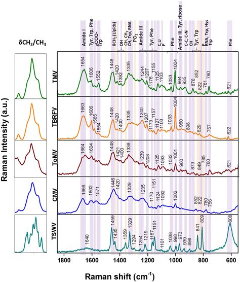 Frontiers Raman Dielectrophoresis Goes Viral Towards A Rapid And Label Free Platform For