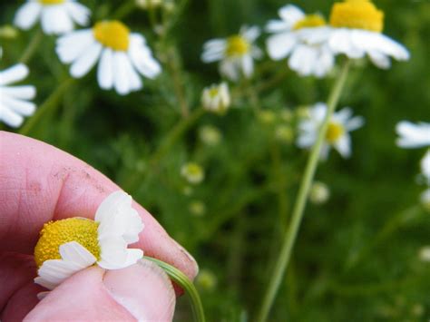 harvesting chamomile flowers | Dried Flower Craft