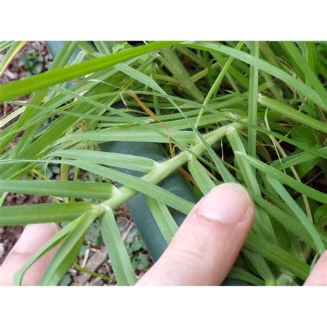 Pennisetum Clandestinum
