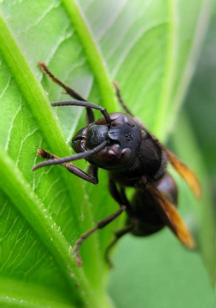 Yellow Vented Hornet Vespa Analis Bali Wildlife