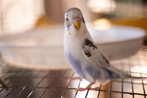 Budgie Vs Parakeet Differences And Similarities