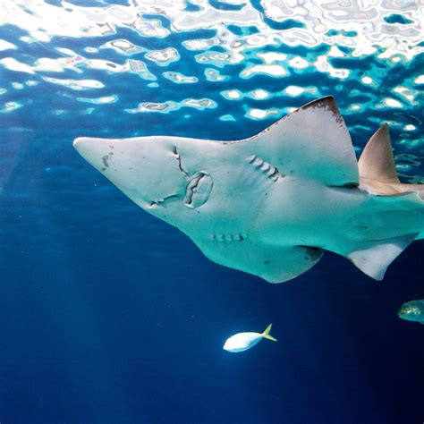 Shedd Aquarium — Museum Review | Condé Nast Traveler