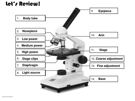 Microscope Anatomy Diagram Quizlet