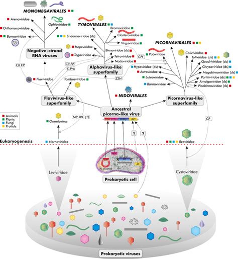 Origin Of The Major Groups Of Rna Viruses Of Eukaryotes The Depicted