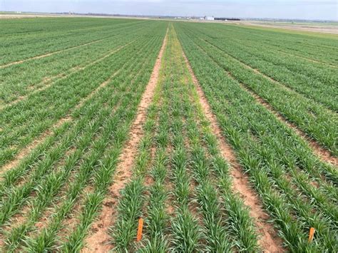 Wheat Disease Update March Oklahoma State University