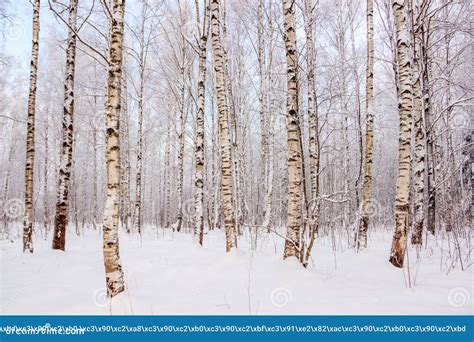 Arboleda Del Abedul En El Invierno En La Nieve Rboles Blancos Rboles