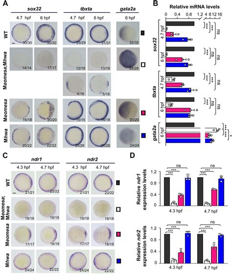 Frontiers Maternal Factors And Nodal Autoregulation Orchestrate Nodal