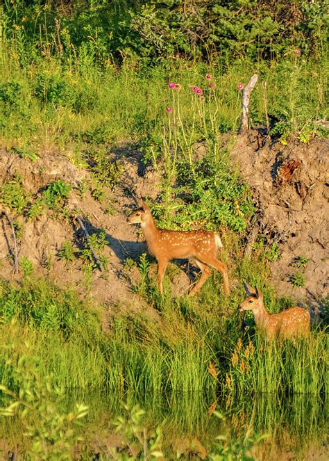 Fawns At Dawn Photograph By Rob Hemphill Fine Art America