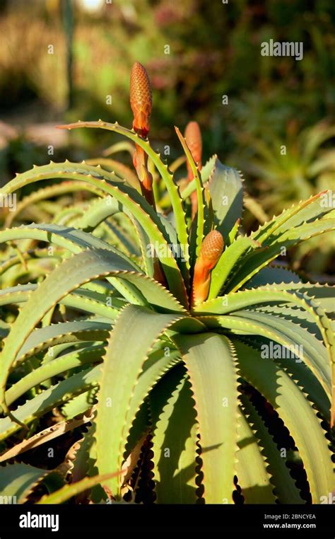 Blooming Aloe Vera Aloe Barbadensis Medicinal Plants Stock Photo Alamy