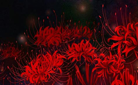 Pin On Fondos Png Red Flower Wallpaper Red Spider Lily Red Anime