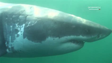 Baby great white shark caught near Long Island - CNN Video