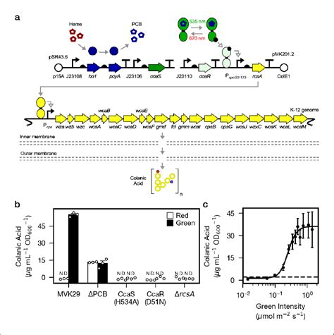 Optogenetic Control Of Colanic Acid Biosynthesis A Strain Mvk29