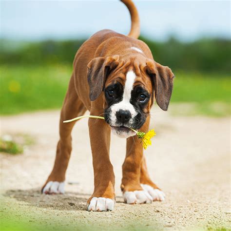 #1 | Boxer Puppies For Sale In California