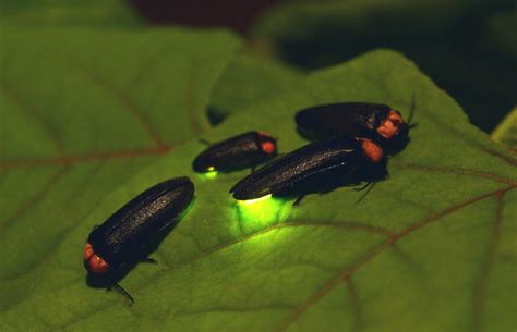 Fun Facts About Fireflies — Bee Better Naturally With Helen Yoest