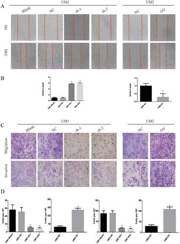 Full Article Integrin α5itga5 Promotes The Proliferation Migration