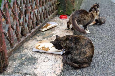 Premium Photo | Stray cats eating