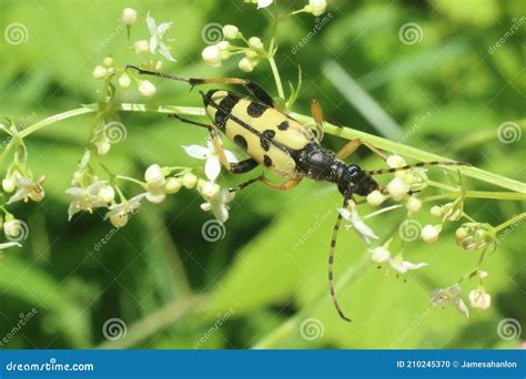 Rutpela Maculata Spotted Longhorn Beetle Stock Photo Image Of Flight