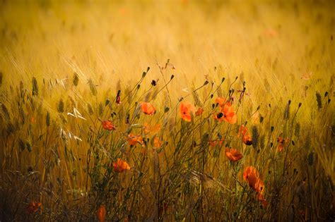 Bl Et Coquelicots Papapaper