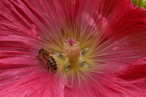 Imagen gratis Ecología abeja insectos metamorfosis Pistilo