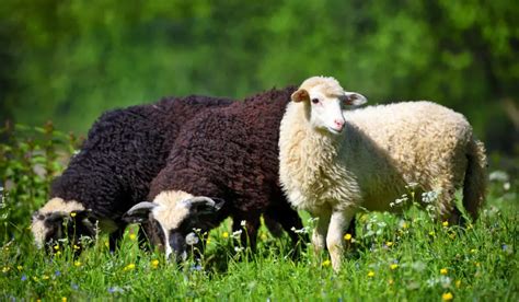 Do Sheep Eat Grass? - Farmhouse Guide