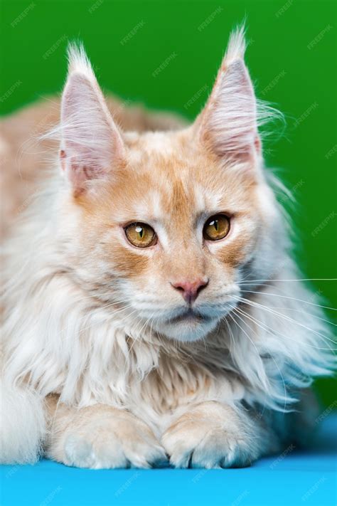 Red Maine Coon Tabby