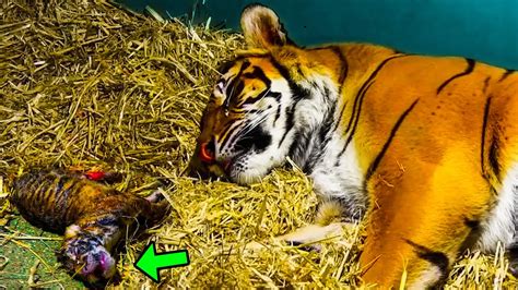 Tigress Gives Birth To Lifeless Cub And Then Something Unbelievable