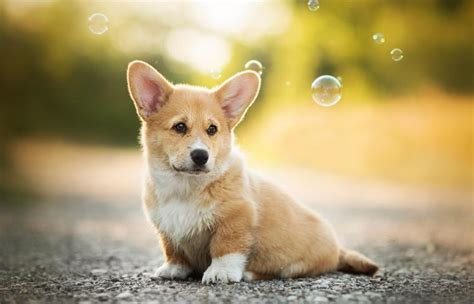 🔥 [20+] Corgi Laptop Wallpapers | WallpaperSafari