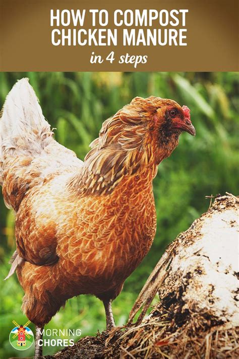Chicken Manure Fertilizer How To Compost Chicken Manure