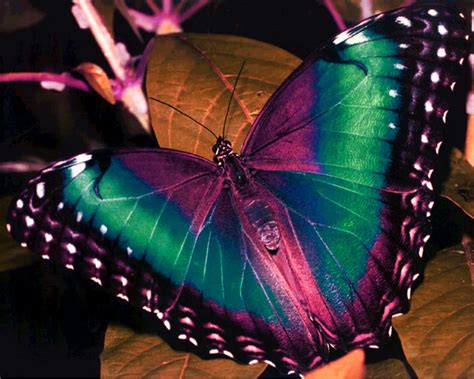 Colorful Butterfly Wallpaper - WallpaperSafari