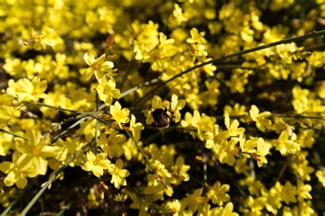 Different Types Of Jasmine Flowers A Comprehensive Guide Photos